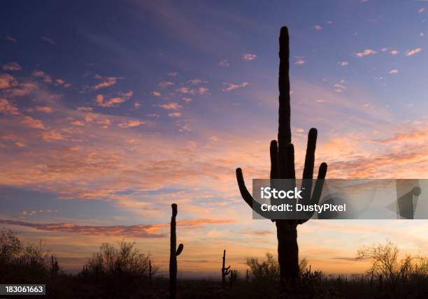 Sunrise De Sonora Foto de stock y más banco de imágenes de Aire libre - Aire libre, Arizona, Cactus Saguaro