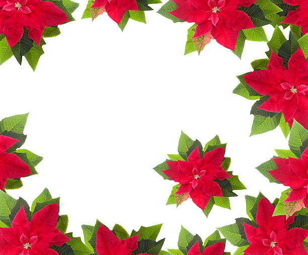 istock Red poinsettia border isolated on white 183061753
