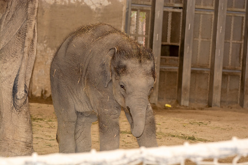 The little cub is a grey baby elephant looking straight at me. Gray baby baby elephant. Gray baby elephant. World of Wild Animals Elephants