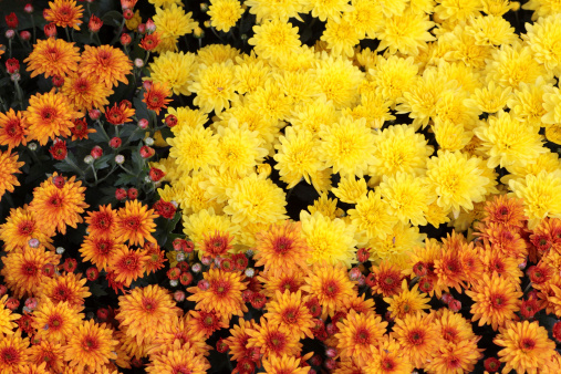 Autumn chrysanthemum flowers of orange and yellow colors