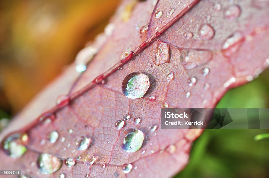 Regen-Tropfen in Rot Blatt auf grünen und gelben Zone aus leafs - Lizenzfrei Bildhintergrund Stock-Foto