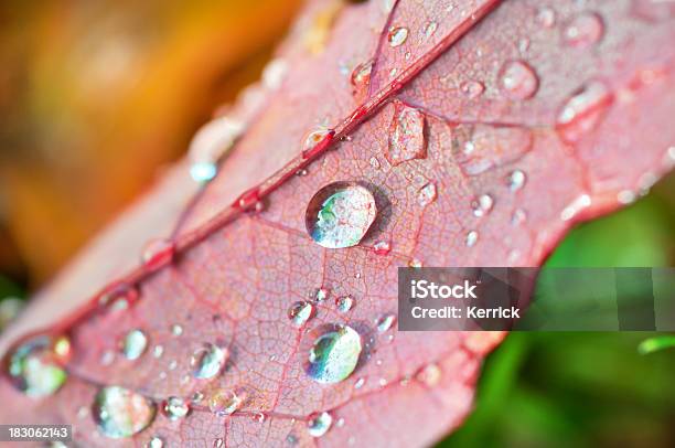 Regentropfen In Rot Blatt Auf Grünen Und Gelben Zone Aus Leafs Stockfoto und mehr Bilder von Bildhintergrund