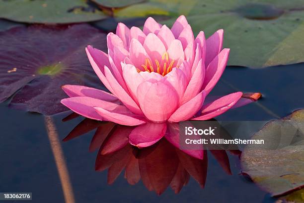 Ninfea Rosa - Fotografie stock e altre immagini di Acqua - Acqua, Bellezza, Bellezza naturale