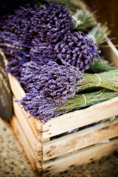 클린싱 - lavender dried plant lavender coloured bunch 뉴스 사진 이미지