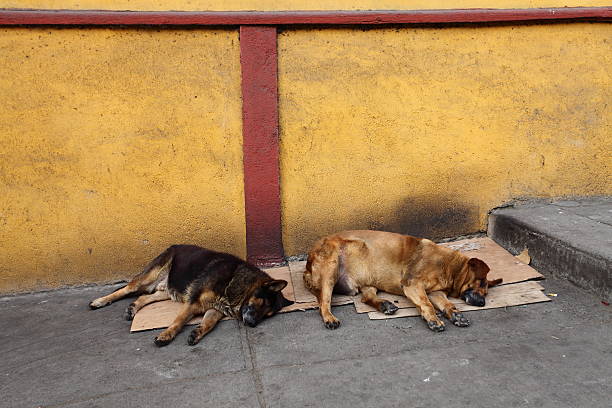 Dog on streets of Kathmandu with bindin on head during diwali