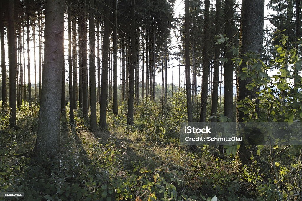Bosque con luz del sol y sunbeams - Foto de stock de Abeto libre de derechos