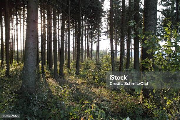 Bosque Con Luz Del Sol Y Sunbeams Foto de stock y más banco de imágenes de Abeto - Abeto, Alemania, Anochecer