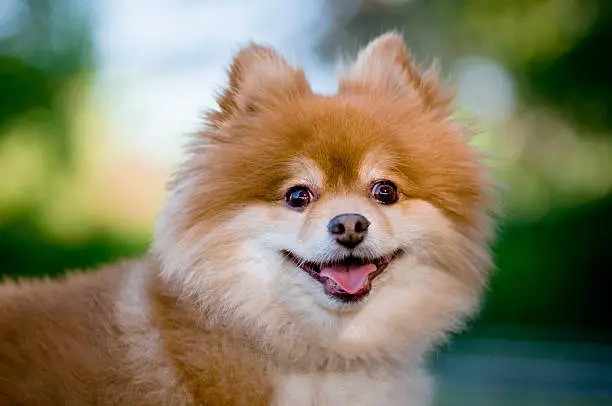 Pomeranian looking at camera with tongue sticking out.More nature and animals images: