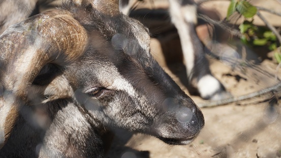 closeup shot of head of goat