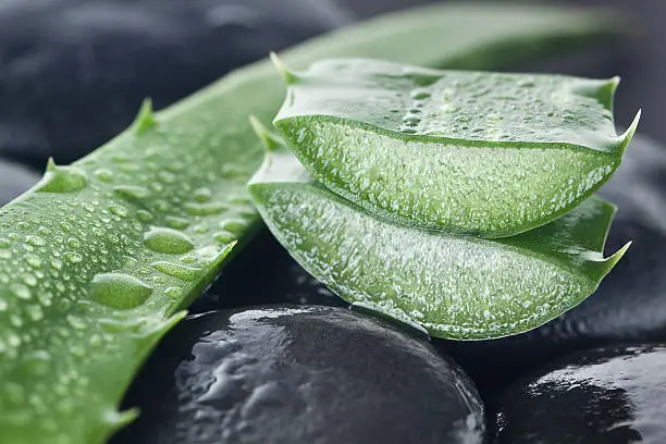 Aloe vera with water droplets on pebble background. You may also like: