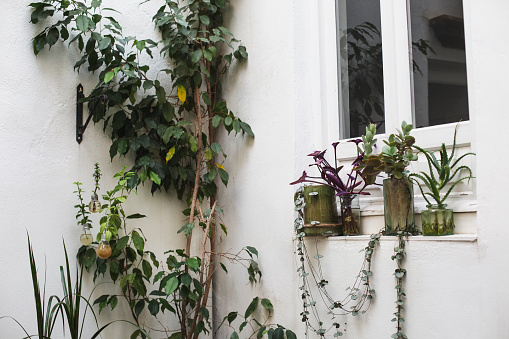 Plant, window, potted plant, house