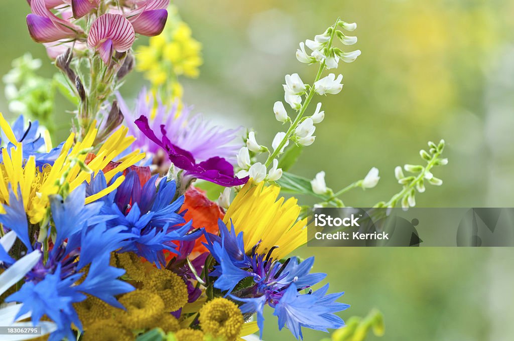 Kleine bouquet von wilden Blumen - Lizenzfrei Mohn - Pflanze Stock-Foto