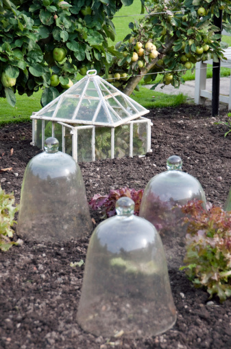 Old fashioned glass cloches and cold frames protect fruit and vegetables from frost