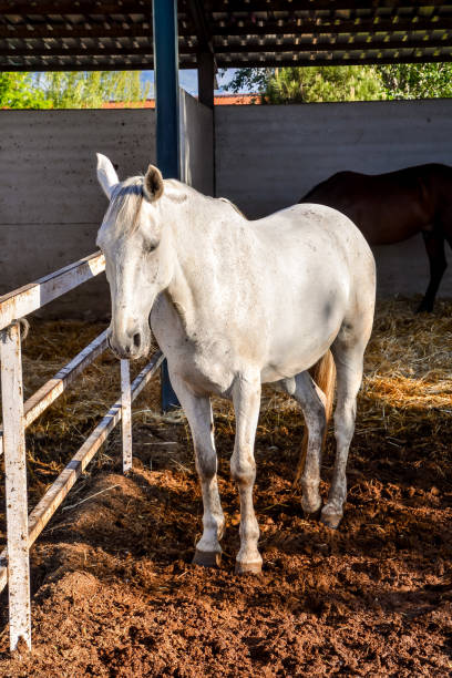 istock Horse on a farm 1830629490
