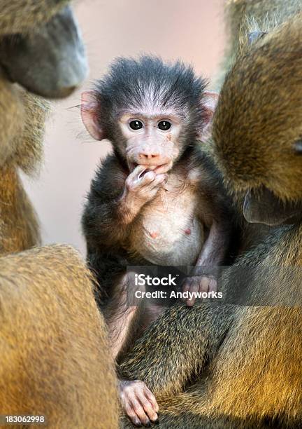 Pavian Baby Stockfoto und mehr Bilder von Einzelnes Tier - Einzelnes Tier, Fotografie, Im Freien