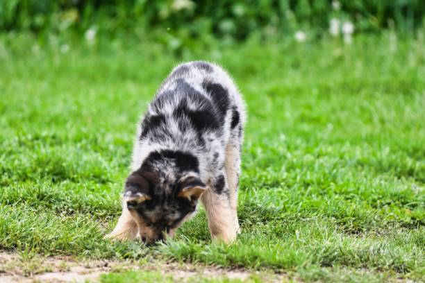istock dog lying on grass, photo as a background , australian german shepard sheperd dog 1830630599