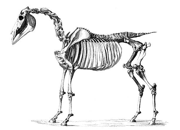 19. jahrhundert gravur skelett eines pferdes - horse animal skeleton anatomy animal stock-grafiken, -clipart, -cartoons und -symbole