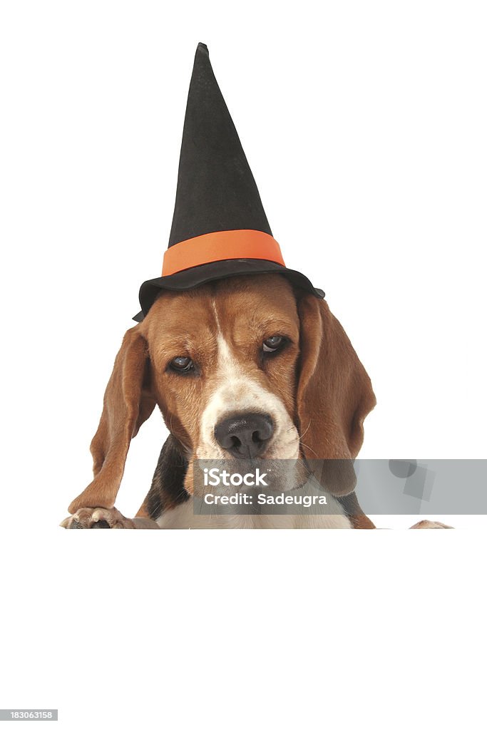 Halloween Hund über leere Schild - Lizenzfrei Beagle Stock-Foto