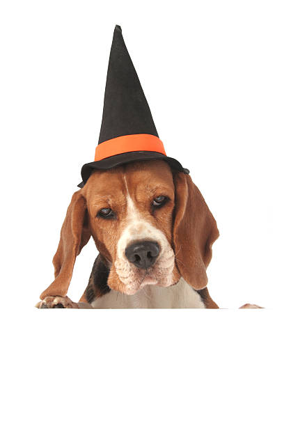 istock Halloween dog above blank sign 183063158