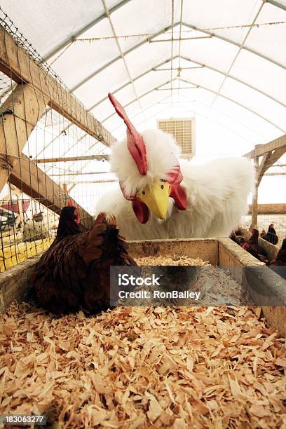 Rooster Kostium Kurczaka W Domu - zdjęcia stockowe i więcej obrazów Kura - Drób - Kura - Drób, Maskotka, Biały