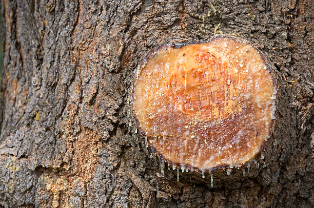 Fresh wood log texture background. European silver fir, Abies alba.