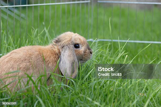 Lop Eared 토끼 In The Grass 갈색에 대한 스톡 사진 및 기타 이미지 - 갈색, 귀여운, 녹색