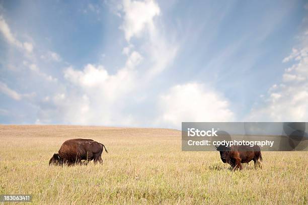 Buffalo Grasen Auf Der Plains Stockfoto und mehr Bilder von Amerikanischer Bison - Amerikanischer Bison, Braun, Einzelnes Tier