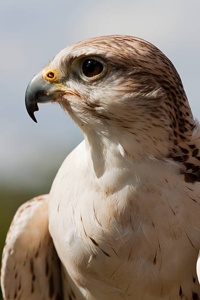Saker Falcon Portrait of a Saker Falcon.Some Alternative Images Shown Below - saker stock pictures, royalty-free photos & images