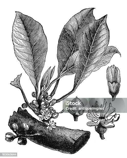Século Xix Gravação De Umguttaperchaárvore - Arte vetorial de stock e mais imagens de Látex - Borracha - Látex - Borracha, Natureza, Botânica - Ciência de plantas