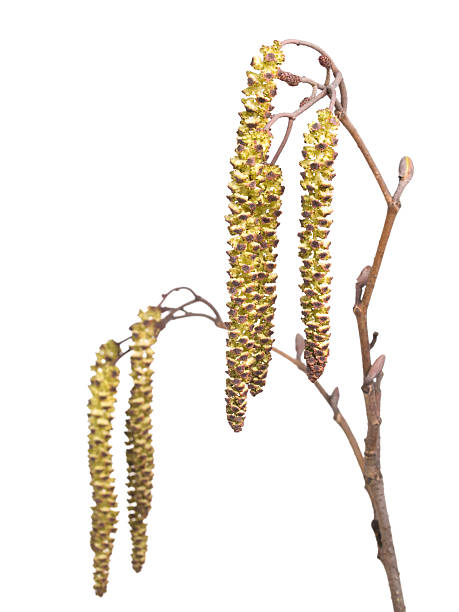 catkins de aliso - inflorescence alder tree glutinosa aments fotografías e imágenes de stock