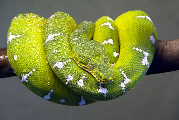 Emerald Tree Boa Emerald Tree Boa coiled on a branchClick on banner below for similar images: green boa snake corallus caninus stock pictures, royalty-free photos & images