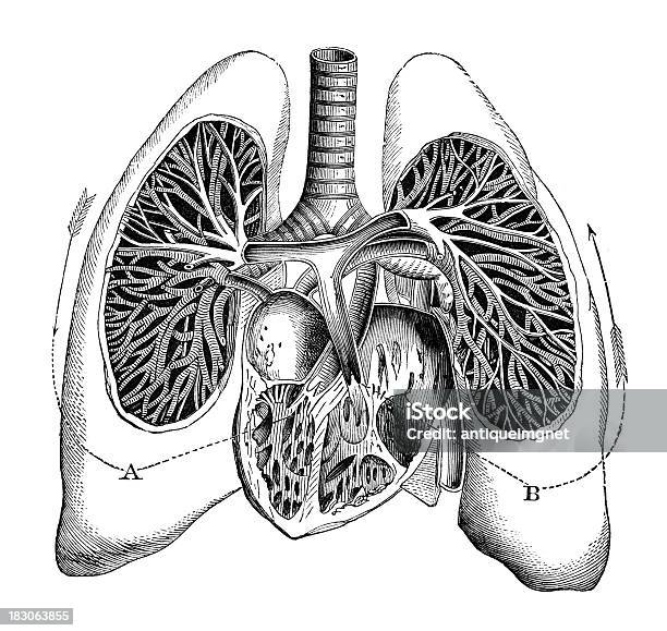 19 세기 디스트리토 판화 인간 폐 심장 일러스트레이션에 대한 스톡 벡터 아트 및 기타 이미지 - 일러스트레이션, 다이어그램, 드로잉