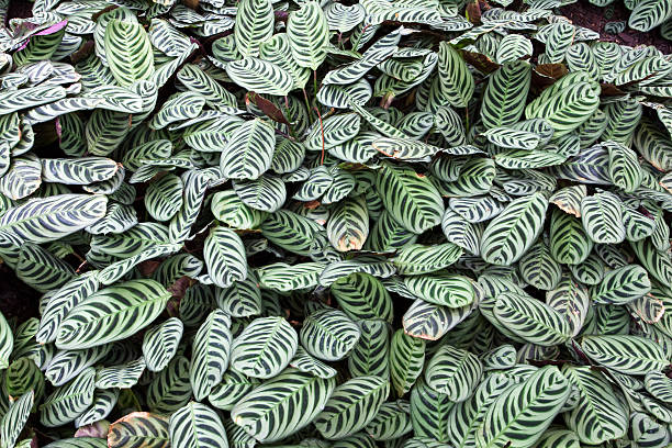 Zebra Plant stock photo