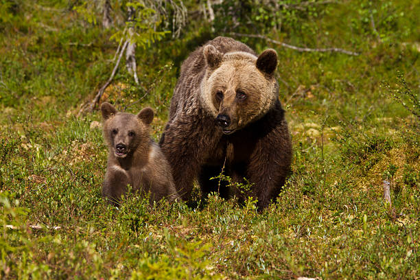 istock Female european brown bear with cubs 183063895
