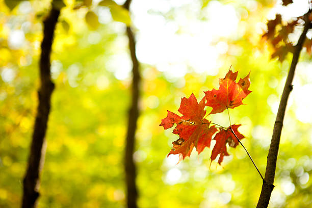 istock Red Autumn Leaves in the Woods 183064036