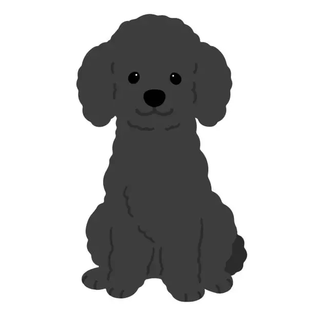 Vector illustration of Simple and adorable black colored Poodle dog illustration sitting in front view