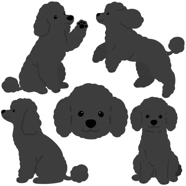 Vector illustration of Simple and adorable black colored Poodle dog illustrations flat colored