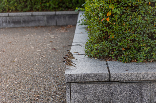 Rows of sparrows in Tennoji Park, Osaka, Japan