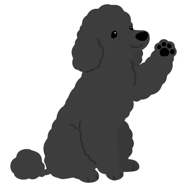 Vector illustration of Simple and adorable black colored Poodle dog illustration waving hand flat colored