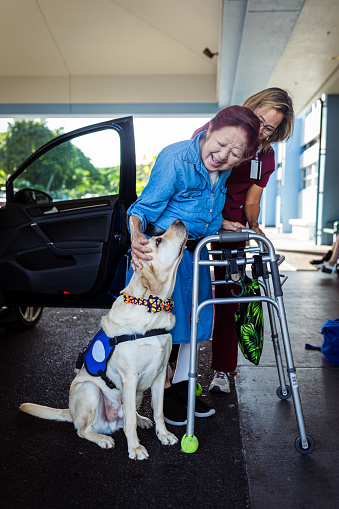 A elderly woman of Asian descent who is using a mobility walker stops to pet and talk to her emotional support service dog when arriving at the hospital for a medical appointment.