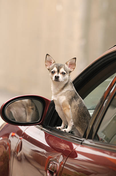 istock Dog Breeds - Chihuahua 183064296