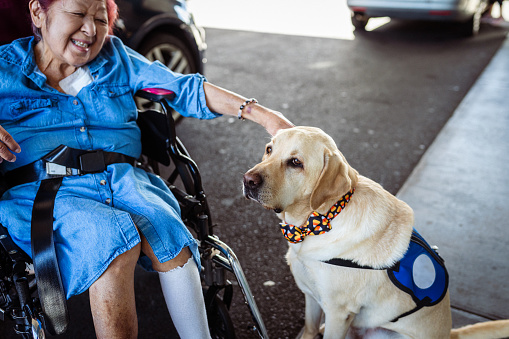 A smiling and joyous senior woman of Asian descent uses a wheelchair and pets her service dog for comfort and security.