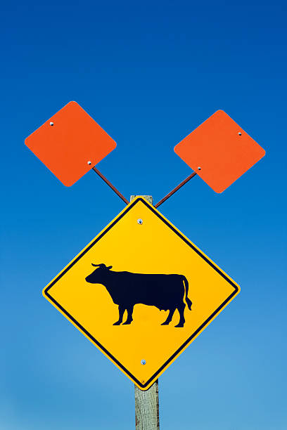 istock Cattle Crossing Sign with Orange Warning Extra Panels, Blue Sky 183064329