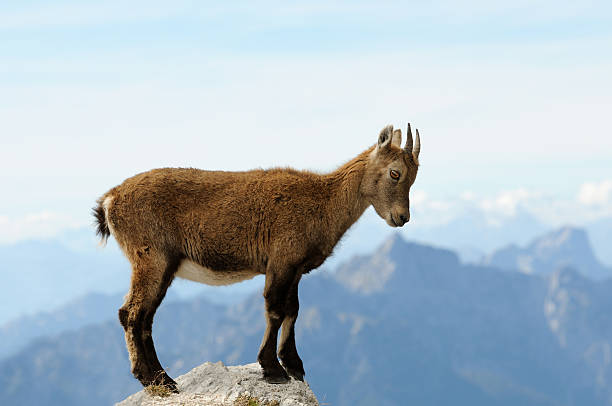 Side view of young rock goat posing on the top of the mountain