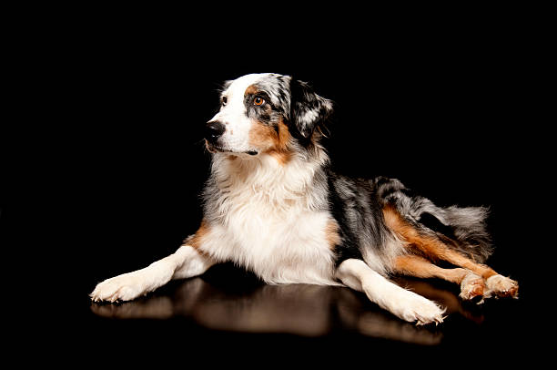 Australian Shepherd stock photo