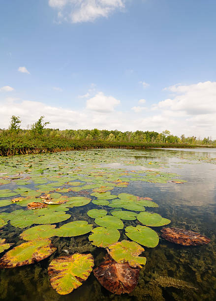 istock lily pads on a lake near land 183064485