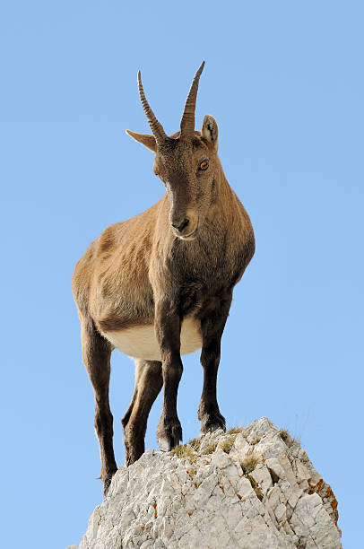 portrait de goat rock - european alps mountain mountain peak rock photos et images de collection