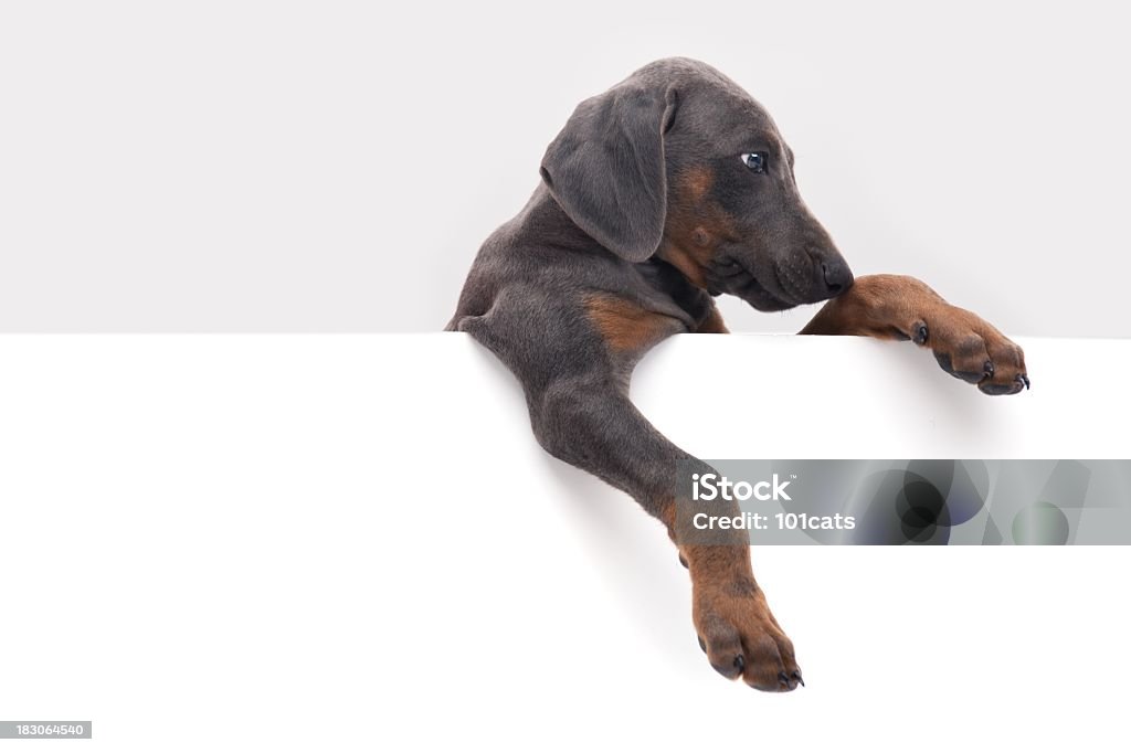 Dobermann - Lizenzfrei Hund Stock-Foto