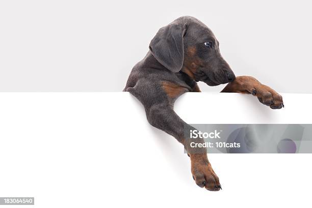 Dobermann Stockfoto und mehr Bilder von Hund - Hund, Weißer Hintergrund, Pfote