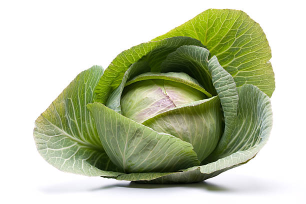 Cabbage organic vegetables white cabbage stock pictures, royalty-free photos & images